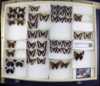 Media resource of Limenitis thessalia