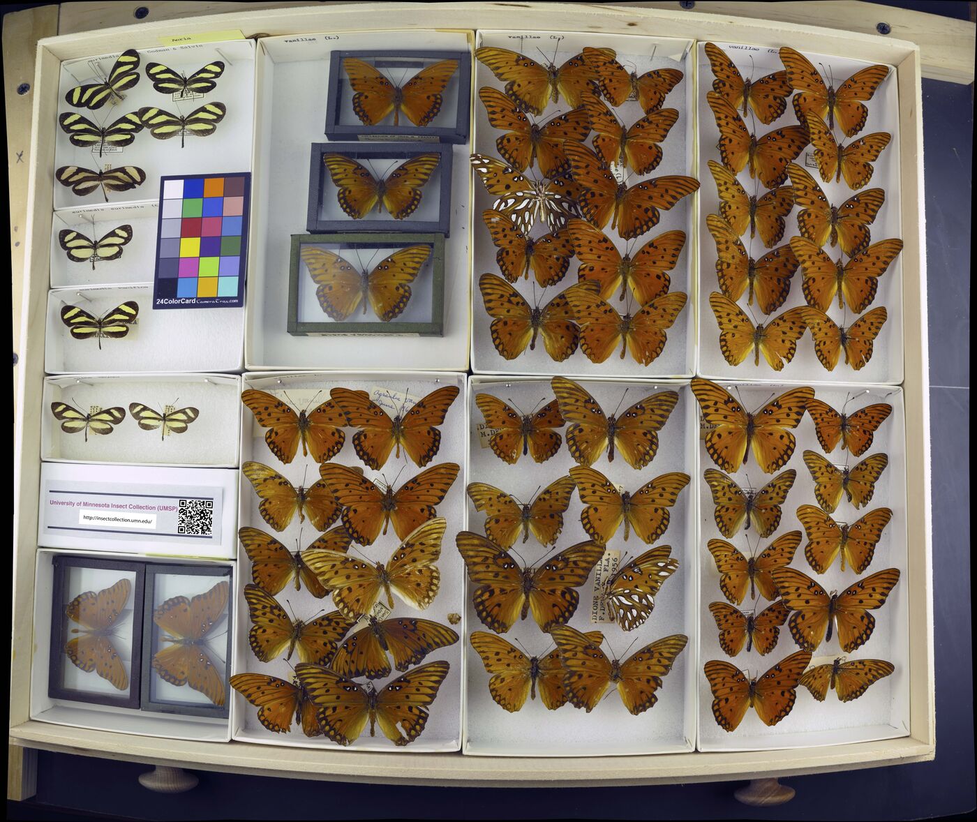 Aeria eurimedia pacifica image