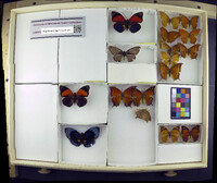 Media resource of Aldania raddei