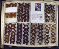 Media resource of Anaea glycerium