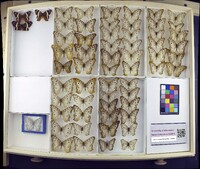 Media resource of Anartia fatima