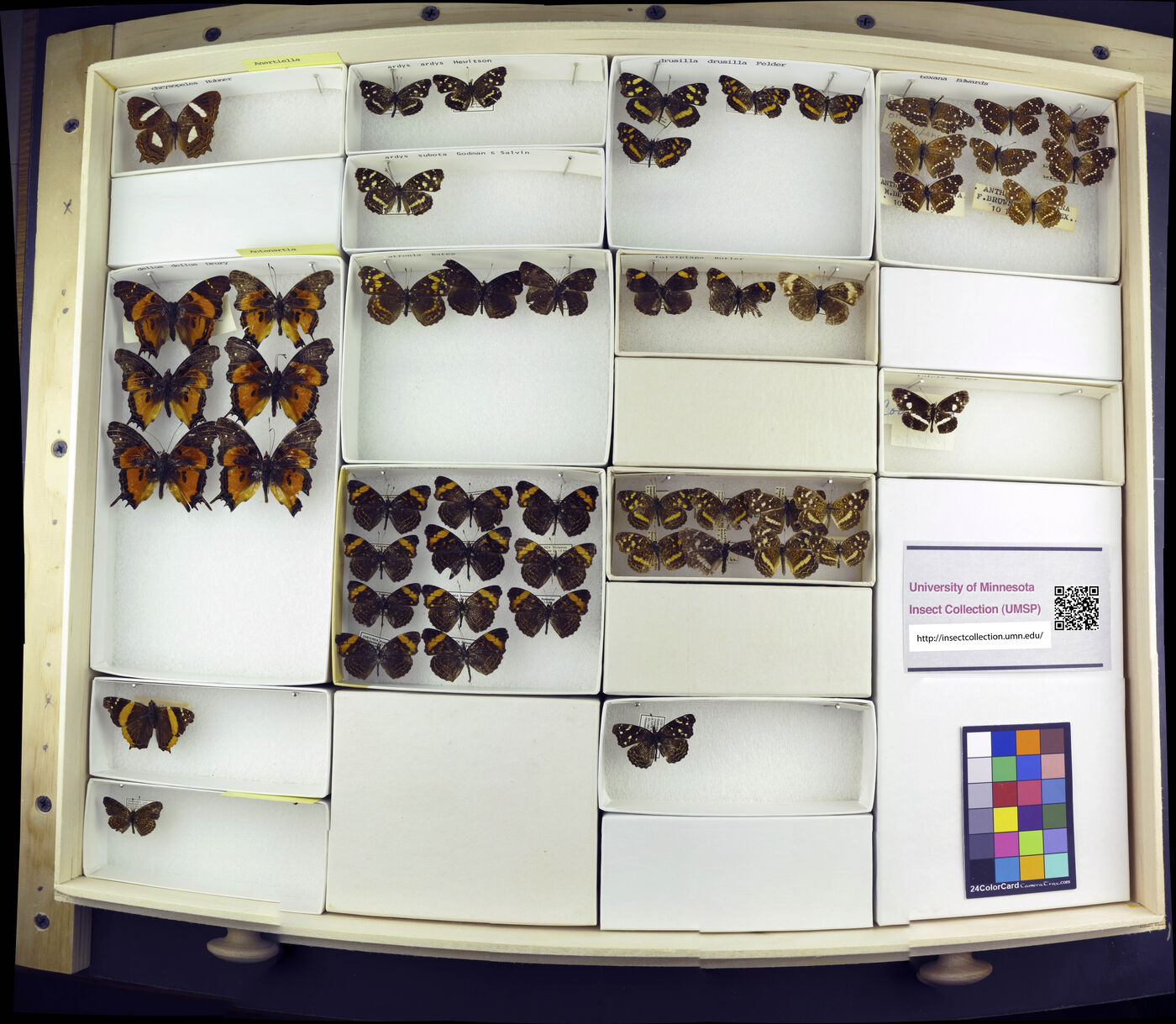 Antanartia delius delius image