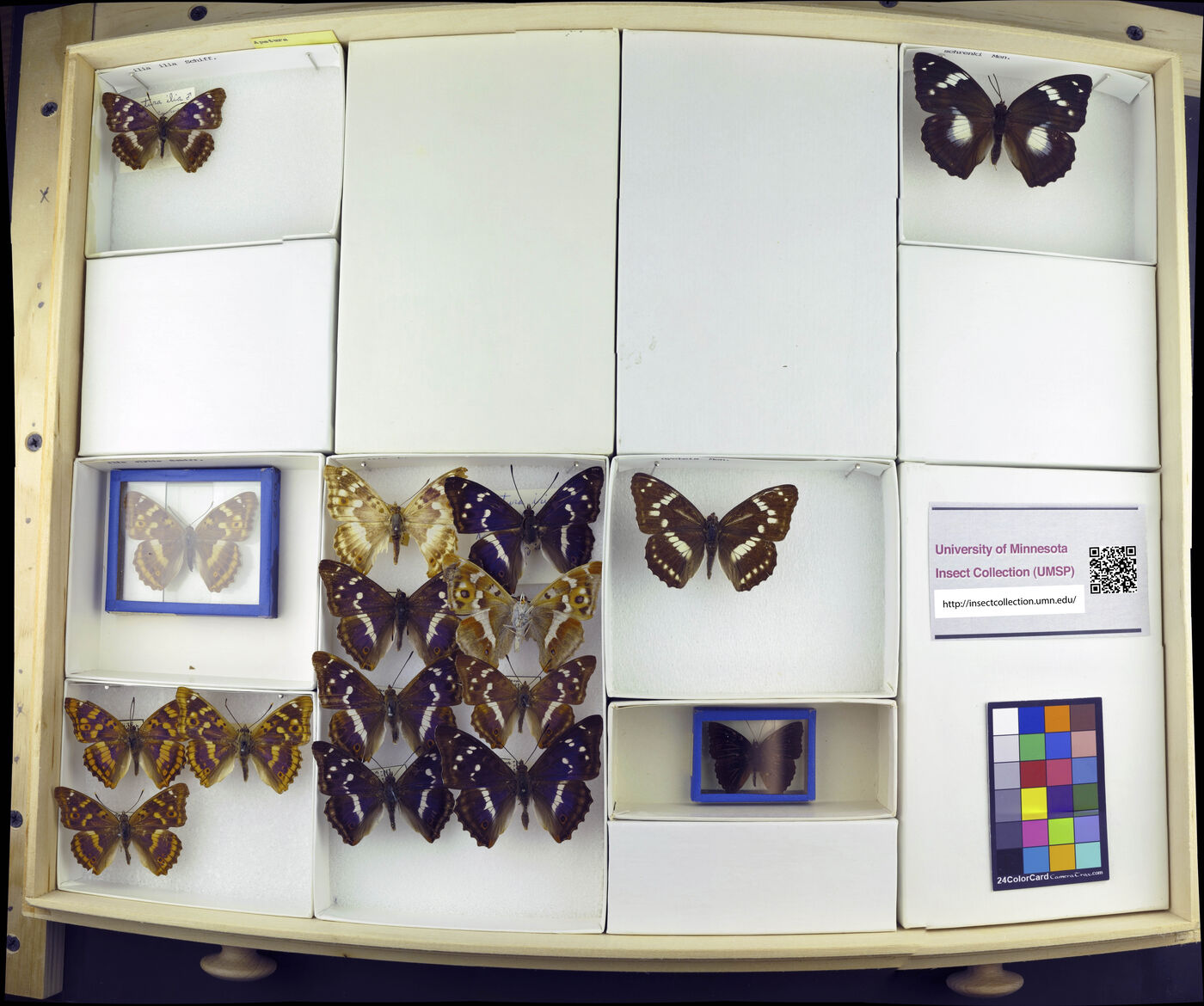 Apatura schrenckii image