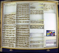 Media resource of Loxostege cereralis