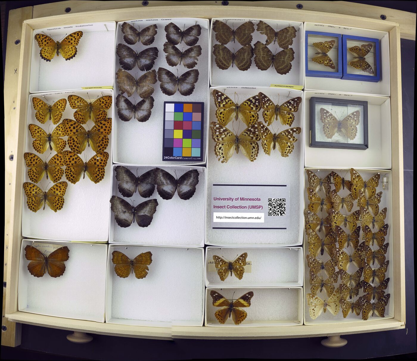 Argyronome laodice image