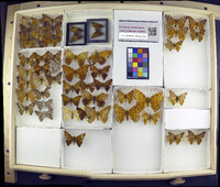 Media resource of Asterocampa celtis