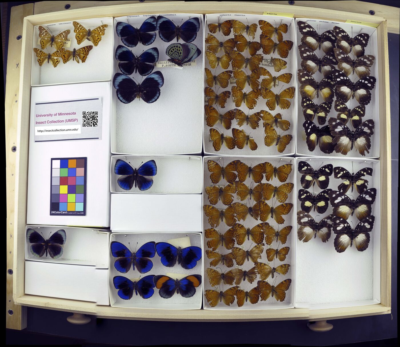 Aterica galene galene image