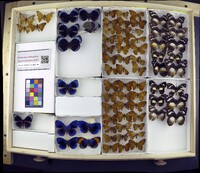 Media resource of Aterica galene