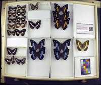 Media resource of Baeotus baeotus