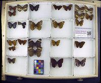 Media resource of Bebearia abesa