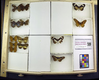 Media resource of Bebearia sophus