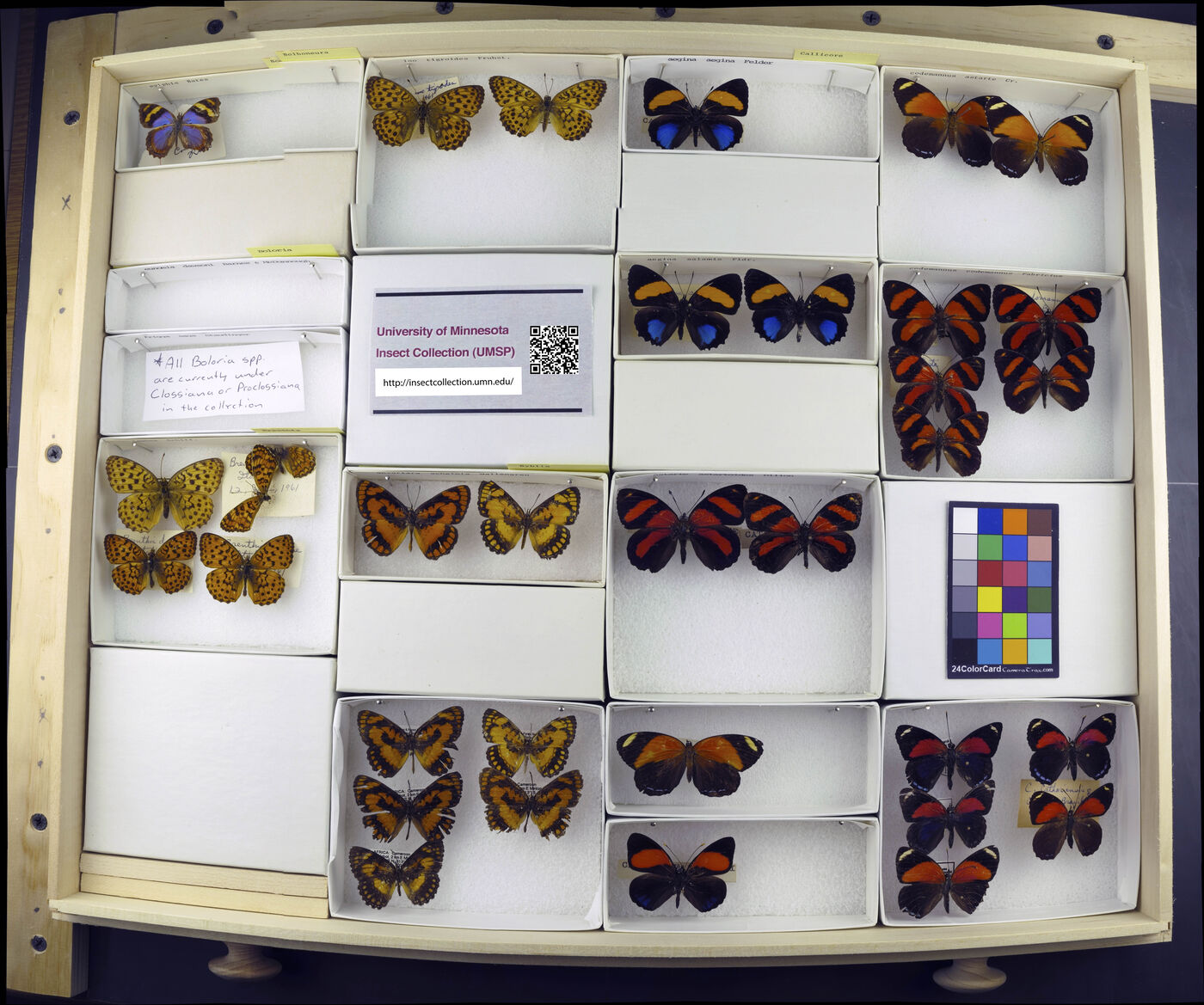 Bolboneura sylphis image