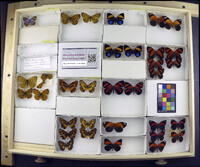 Media resource of Bolboneura sylphis