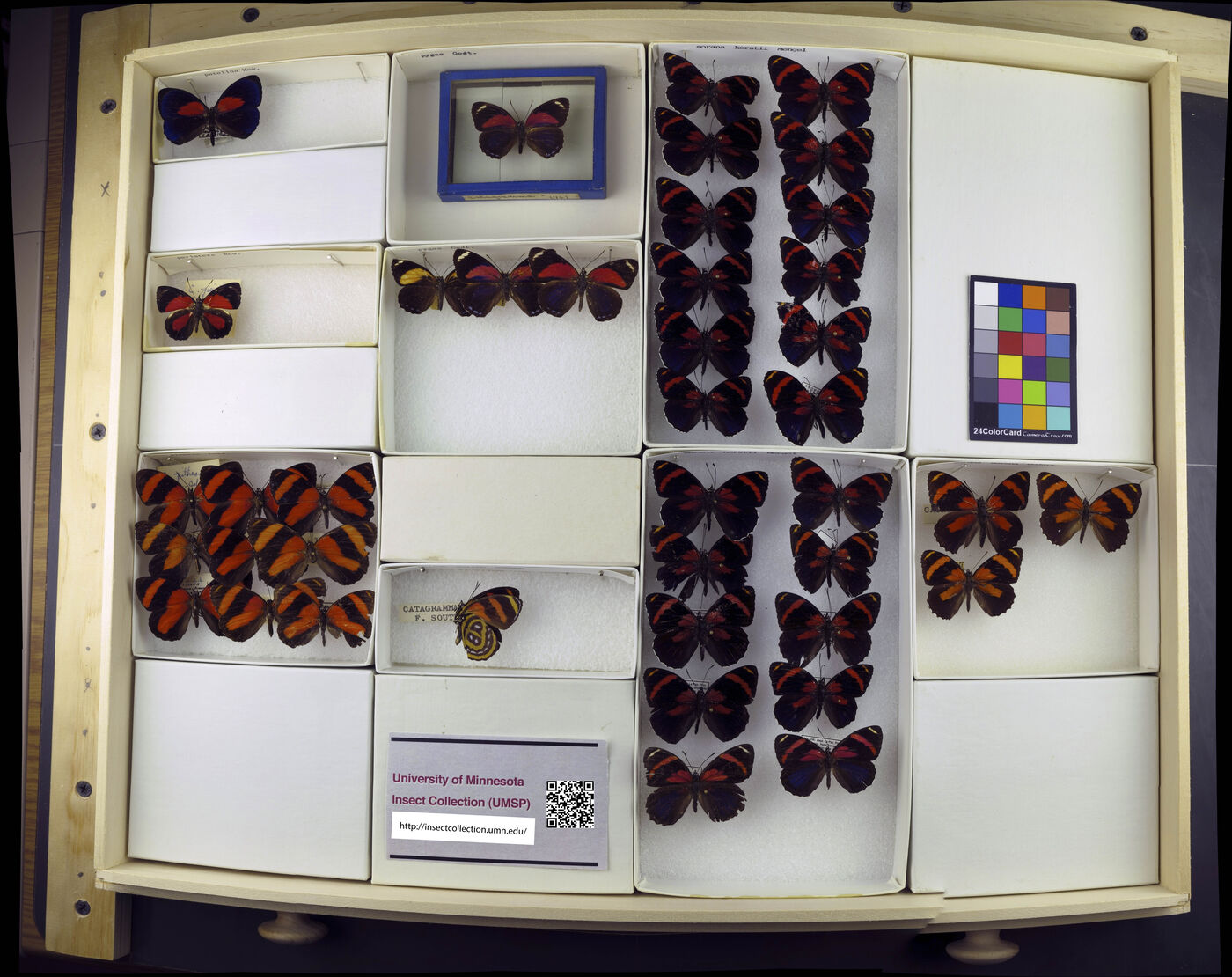 Callicore patelina image