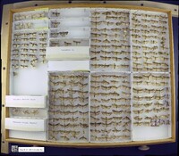 Media resource of Nascia acutella