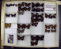 Media resource of Catacore kolyma