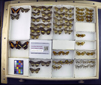 Media resource of Catuna crithea