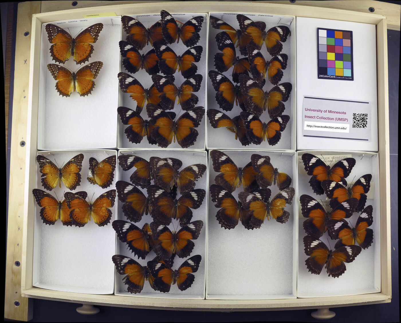 Cethosia biblis biblis image