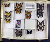 Media resource of Cethosia cyane