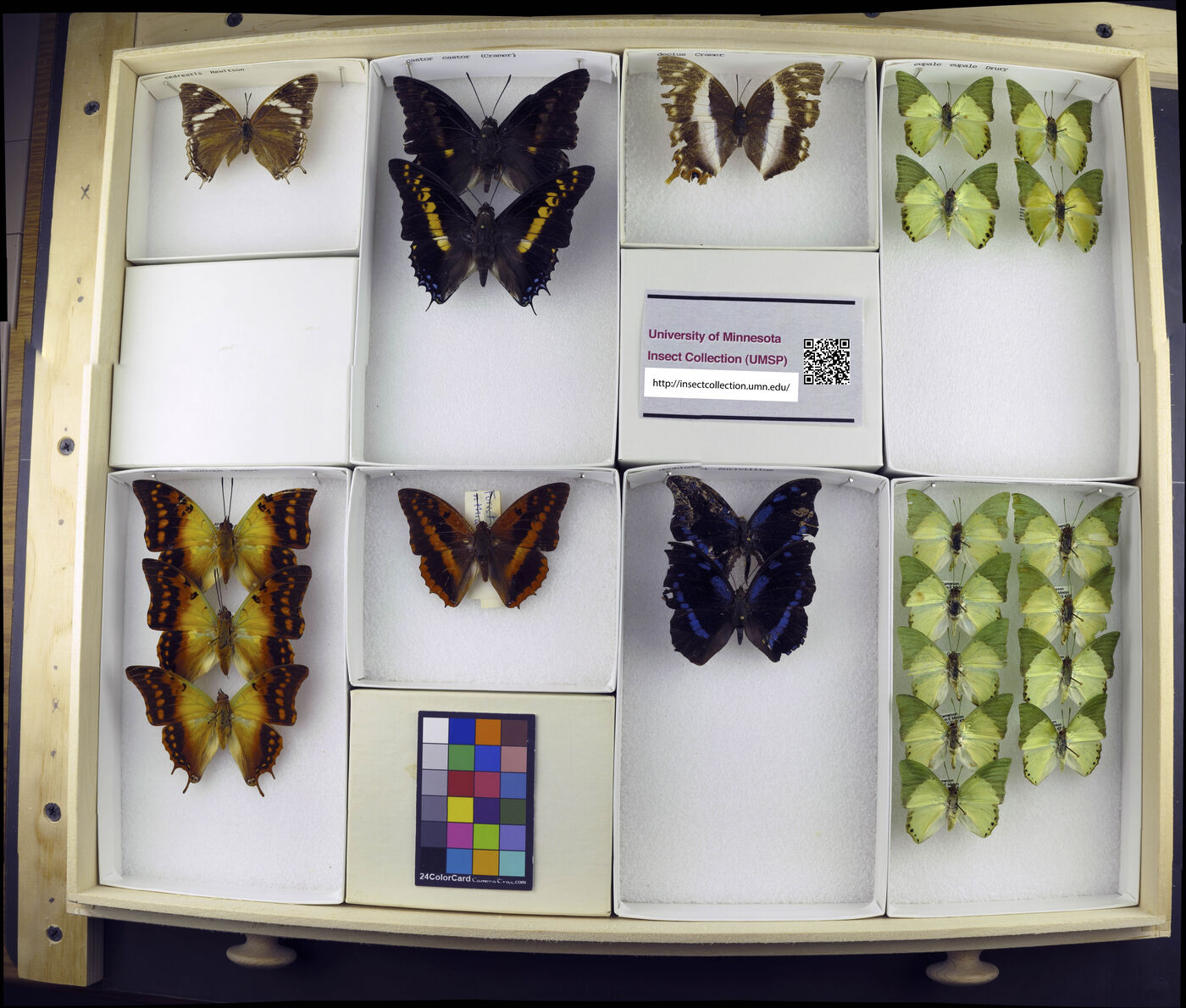 Charaxes cedreatis image