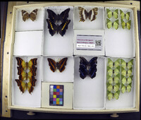 Media resource of Charaxes cedreatis