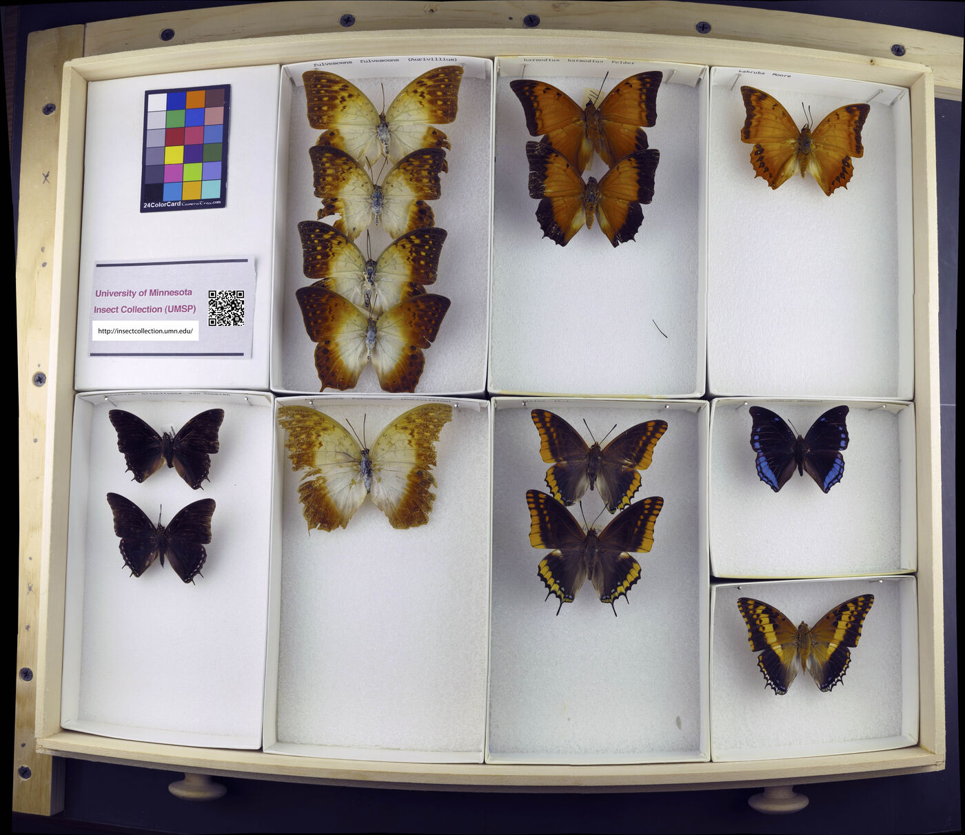 Charaxes etheocles biinclinata image