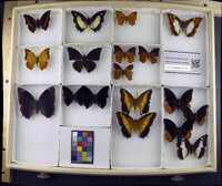 Media resource of Charaxes lucretius