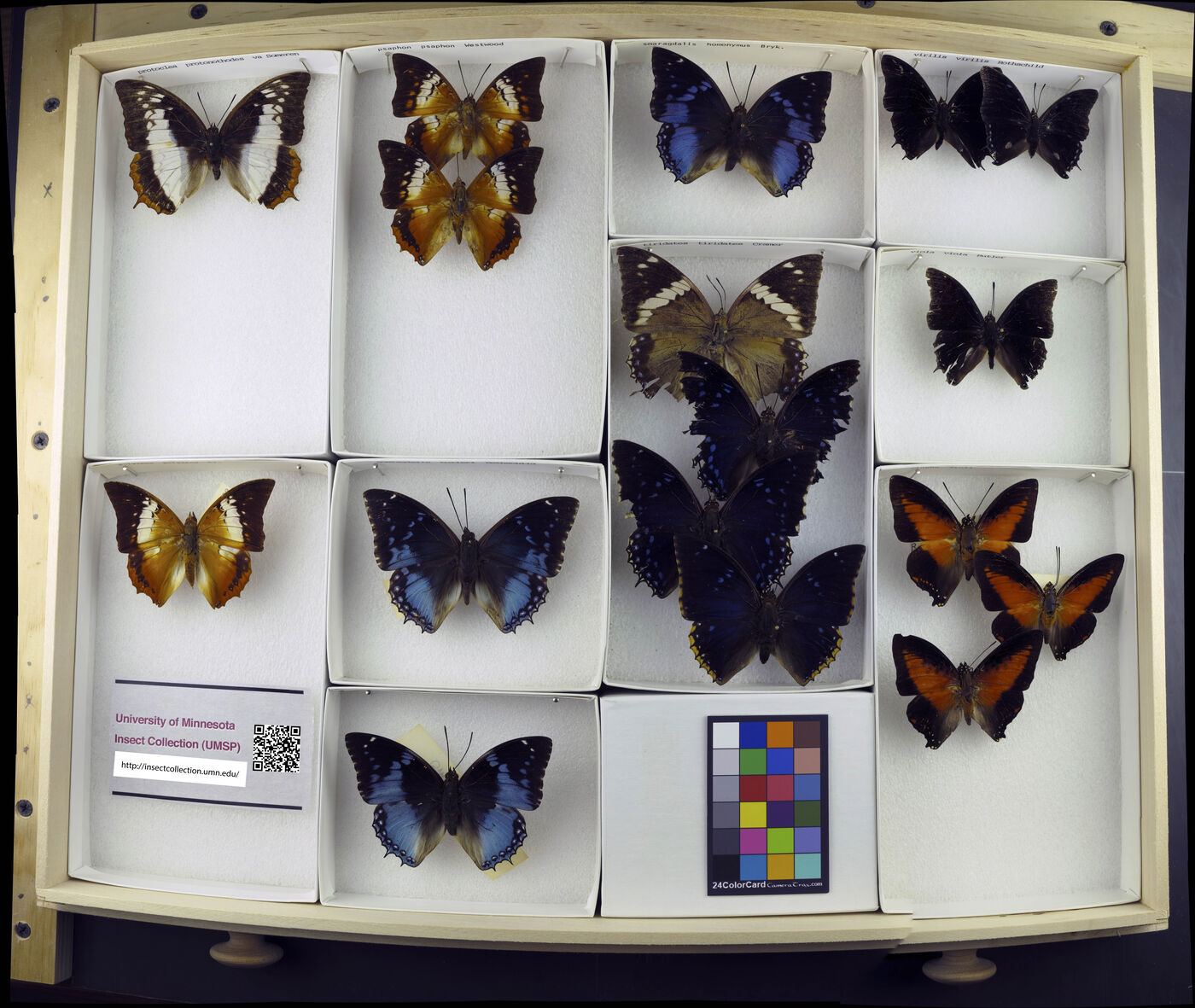 Charaxes protoclea image