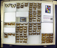 Media resource of Charaxes zoolina