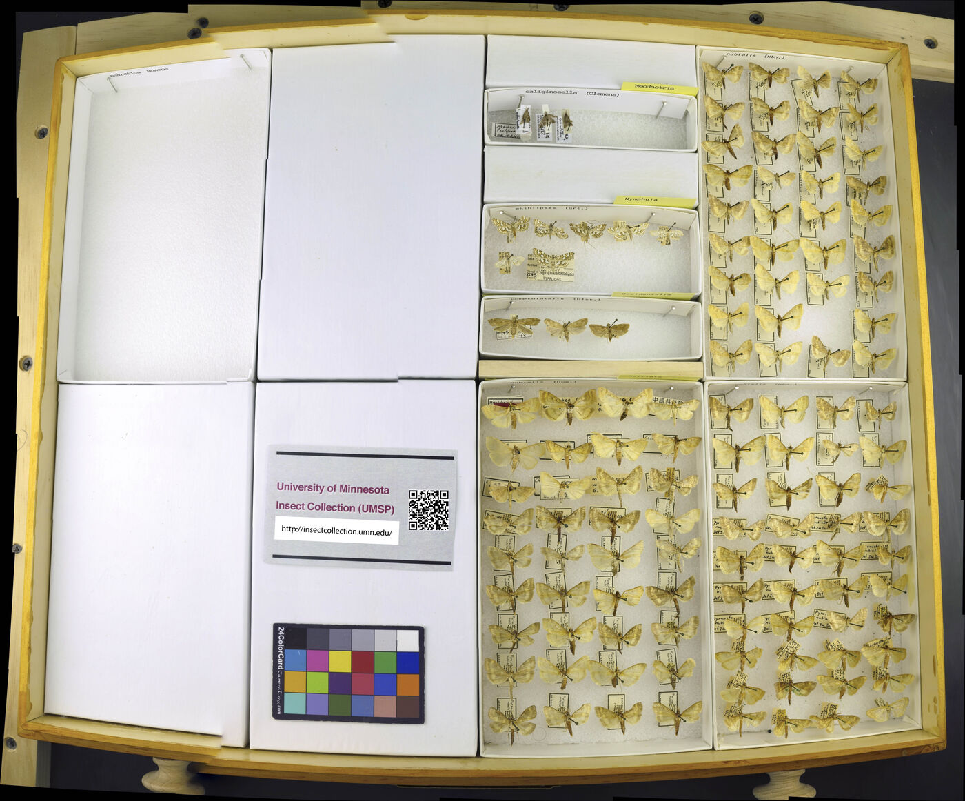 Occidentalia comptulatalis image