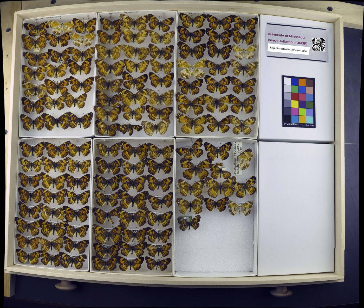 Chlosyne nycteis image