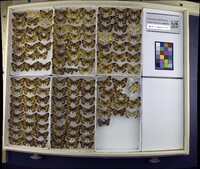 Media resource of Chlosyne nycteis