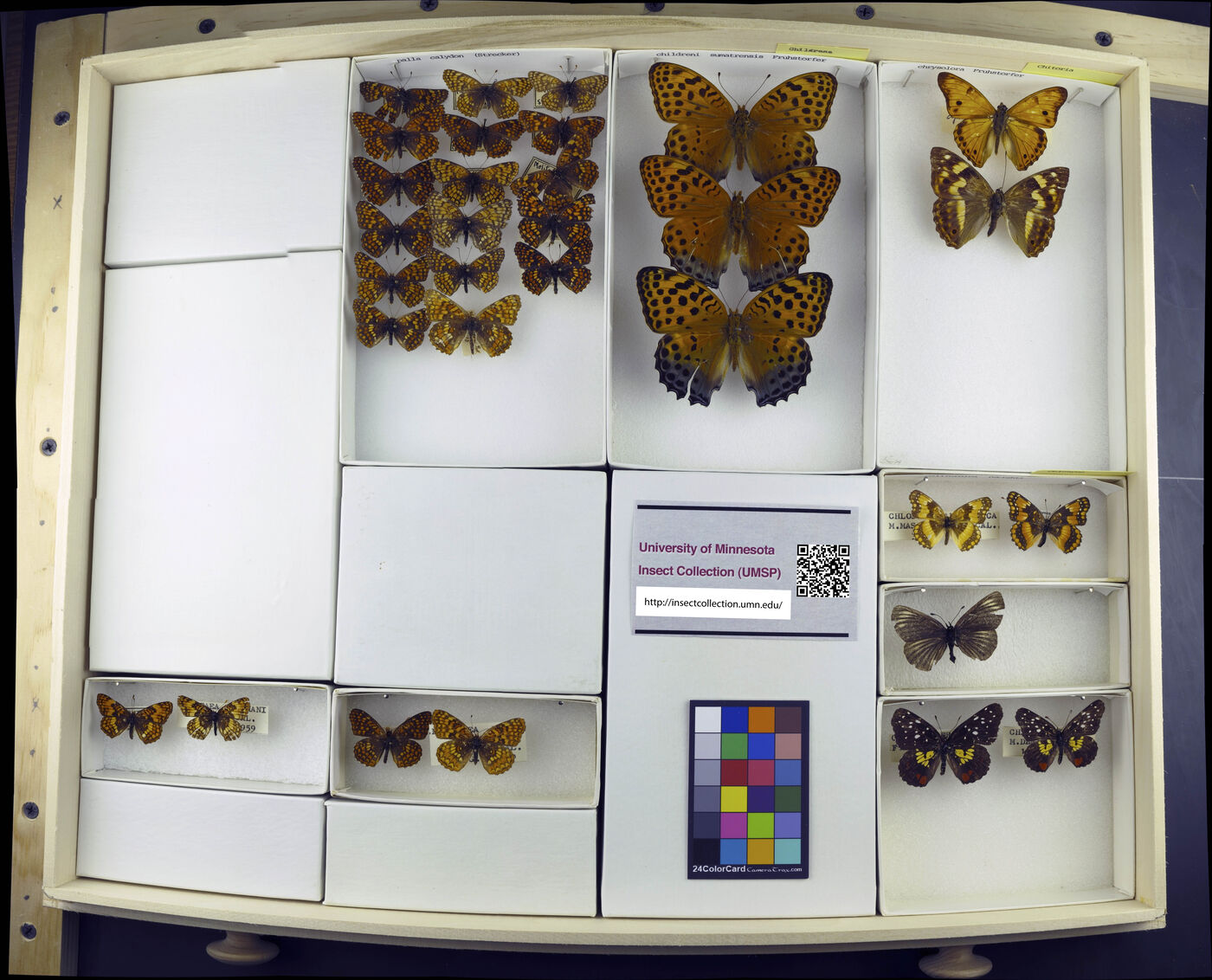 Childrena childreni image