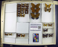 Media resource of Childrena childreni