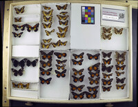 Media resource of Chlosyne eumeda