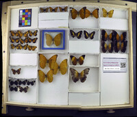 Media resource of Chlosyne lacinia