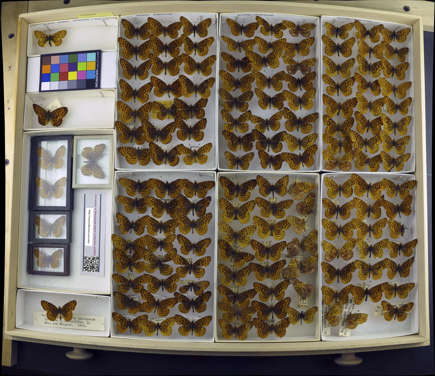 Clossiana astarte image