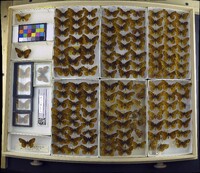 Media resource of Clossiana astarte