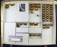 Media resource of Clossiana freija