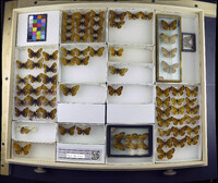 Media resource of Clossiana frigga