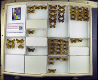 Media resource of Boloria selene