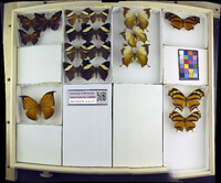 Media resource of Coea acheronta