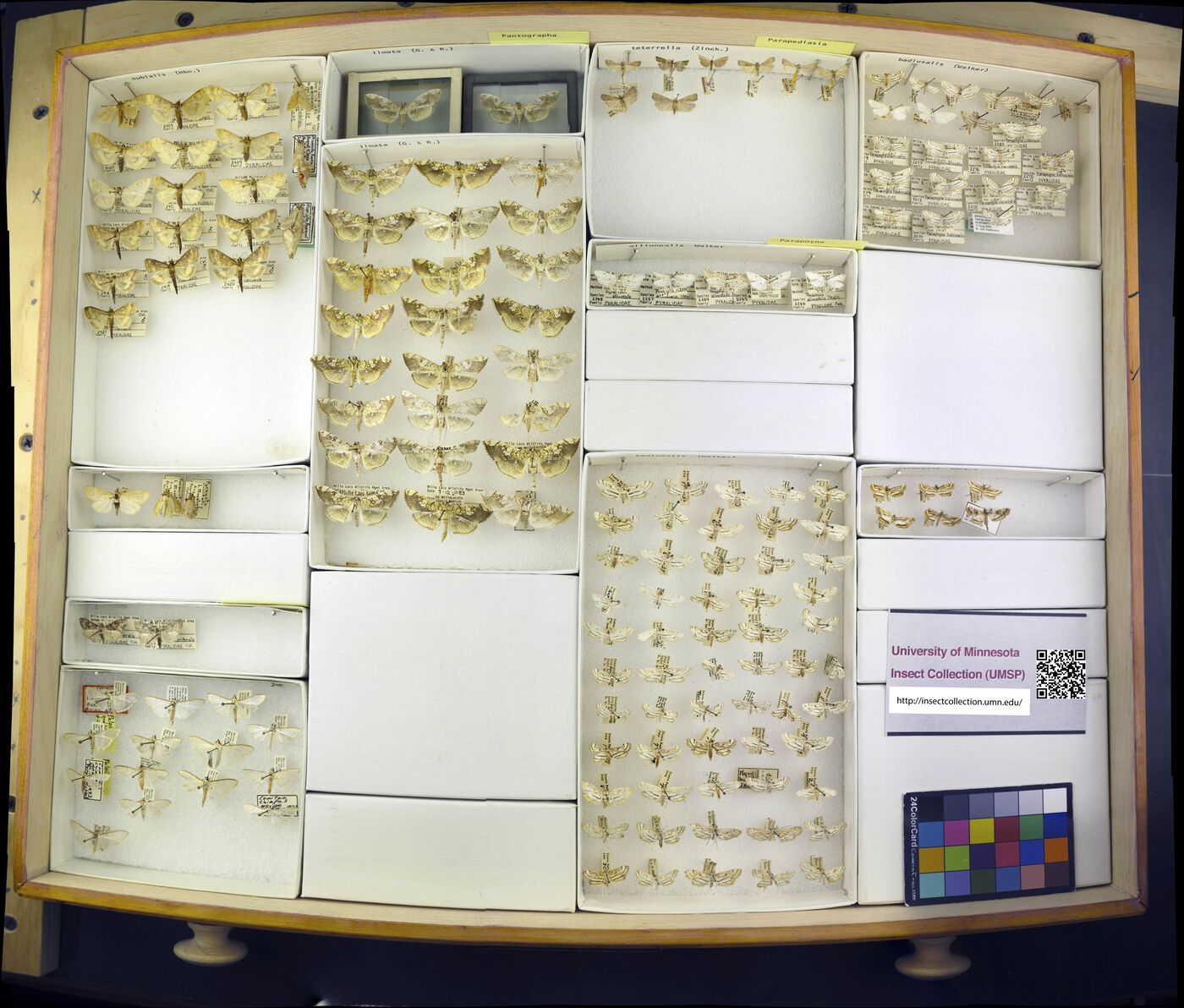 Pantographa limata image