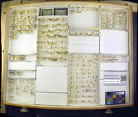 Media resource of Pantographa limata