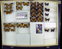 Media resource of Consul fabius