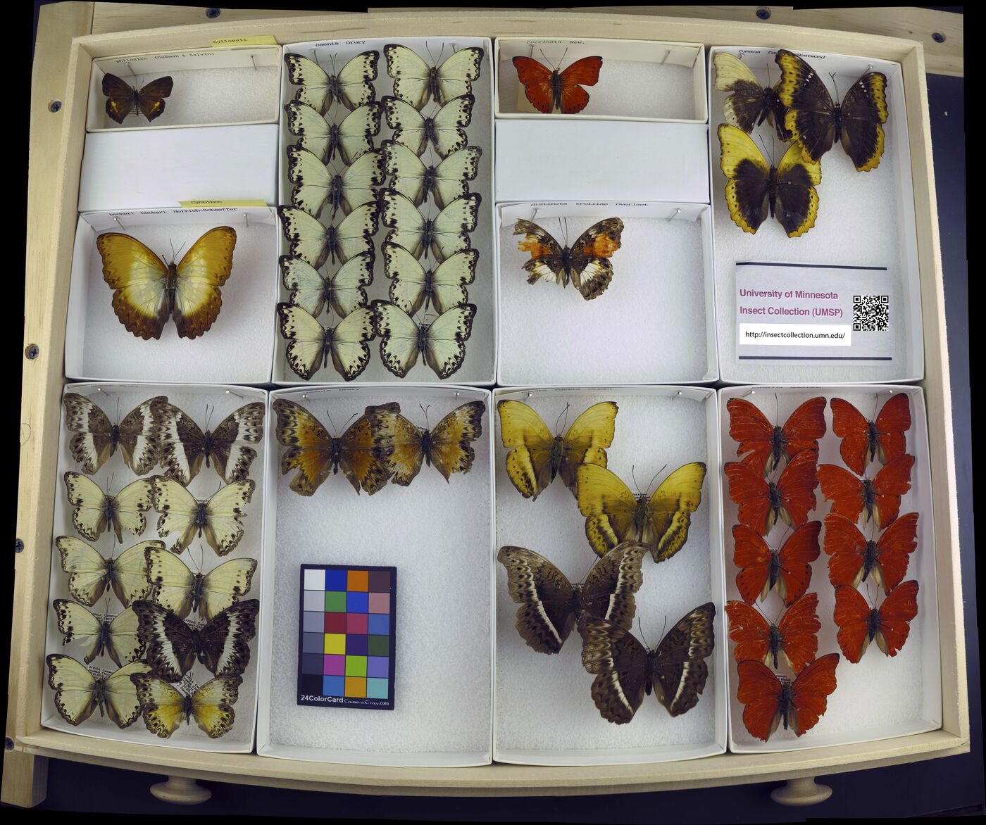 Cymothoe beckeri beckeri image