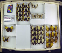 Media resource of Cymothoe herminia