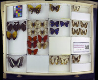 Media resource of Cymothoe weymeri