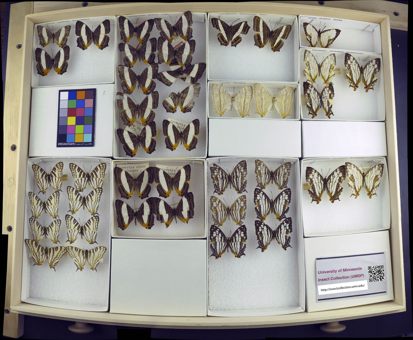 Cyrestis acilia image