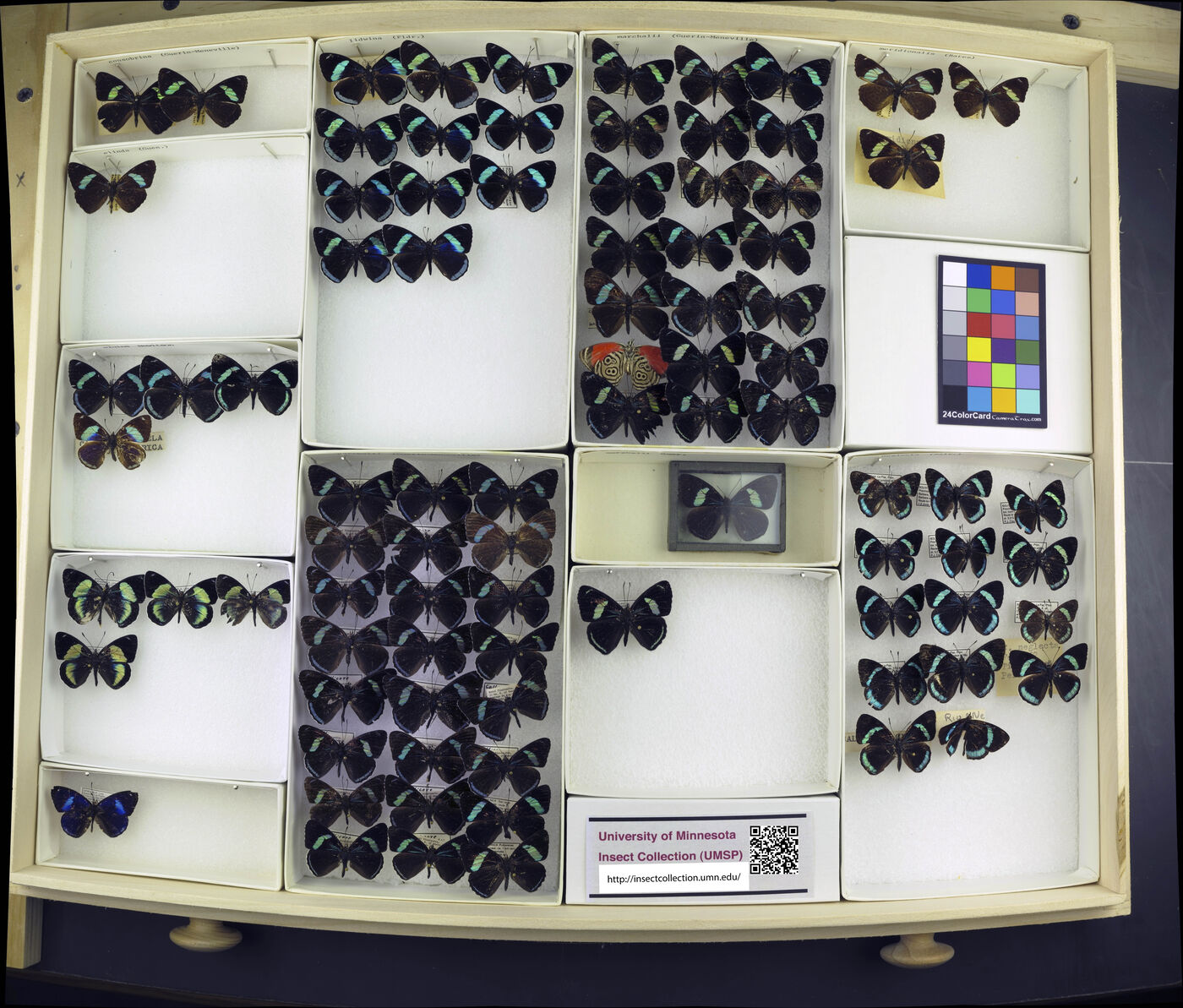 Diaethria consobrina image